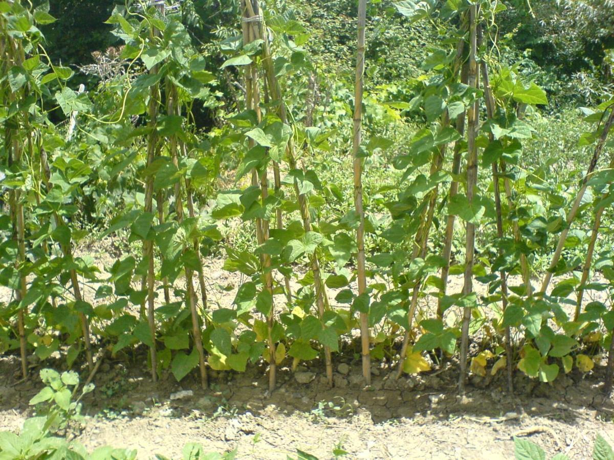הוילה Cerchiara di Calabria Agriturismo Acampora מראה חיצוני תמונה